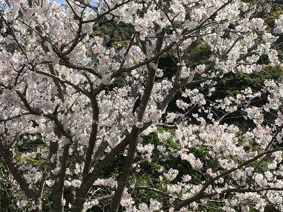 令和５年花見