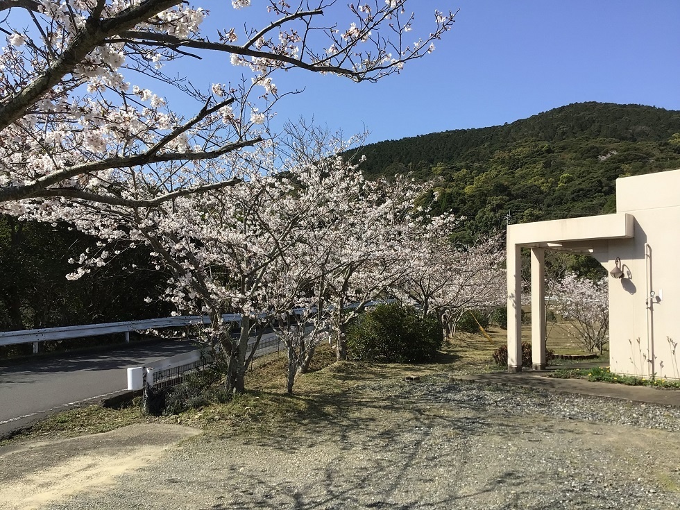 令和５年花見